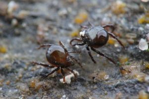 Alaskozetes exploring