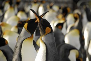 Penguins